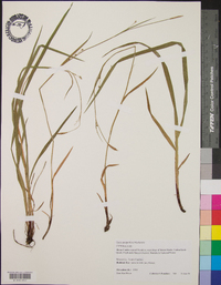 Carex purpurifera image