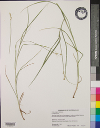 Carex purpurifera image