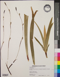 Carex plantaginea image