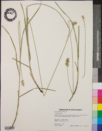 Carex normalis image