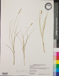 Carex normalis image