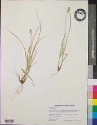 Carex normalis image