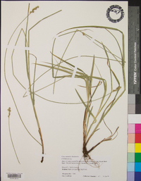 Carex normalis image