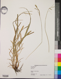 Carex prasina image