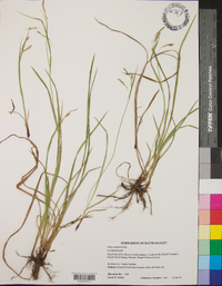 Carex prasina image