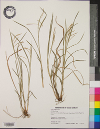 Carex prasina image