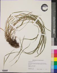 Carex hitchcockiana image