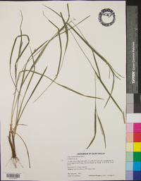 Carex hitchcockiana image