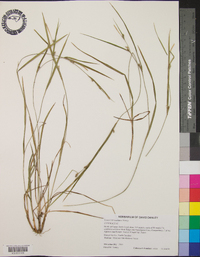 Carex hitchcockiana image