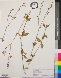 Silene dichotoma image