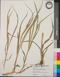 Carex scabrata image