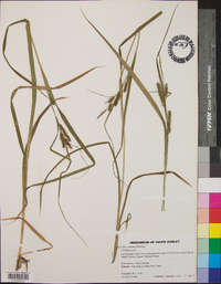 Carex scabrata image