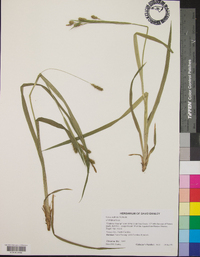 Carex scabrata image