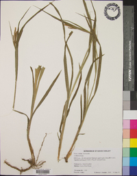 Carex scabrata image