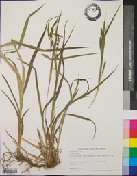 Carex scabrata image