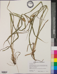 Carex typhina image