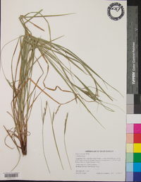 Carex virescens image