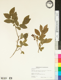 Vaccinium hirsutum image