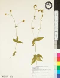 Silene stellata image