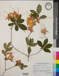 Rhododendron calendulaceum image