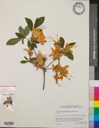 Rhododendron calendulaceum image