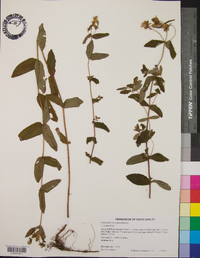 Hypericum graveolens image