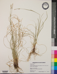 Carex woodii image