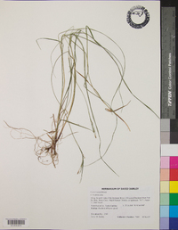 Carex woodii image