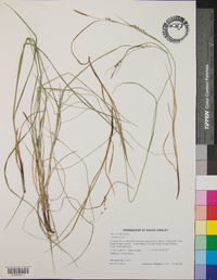 Carex woodii image