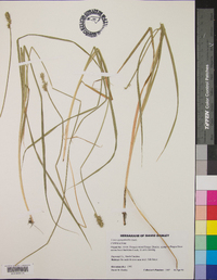 Carex sparganioides image