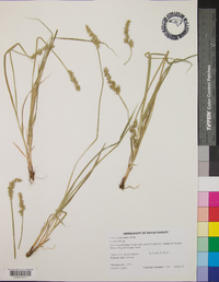 Carex sparganioides image