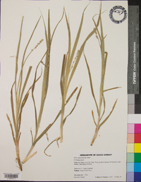 Carex sparganioides image