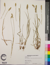 Carex sparganioides image