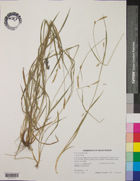 Carex striatula image