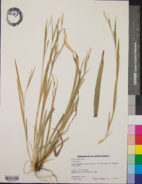 Carex striatula image