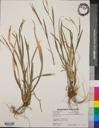 Carex striatula image