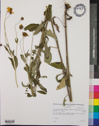 Coreopsis grandiflora var. harveyana image