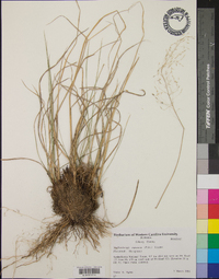 Muhlenbergia expansa image