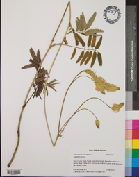 Sanguisorba canadensis image