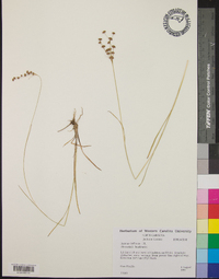 Juncus biflorus image