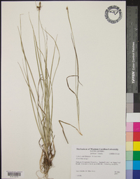 Carex caroliniana image