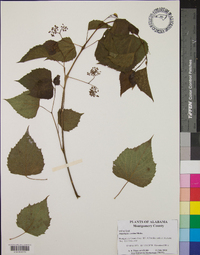 Ampelopsis cordata image