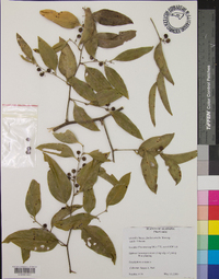 Smilax smallii image