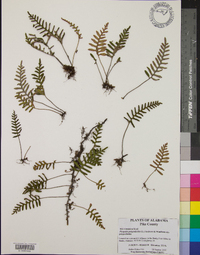 Pleopeltis polypodioides subsp. polypodioides image