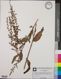 Rumex verticillatus image