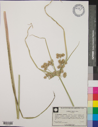 Cyperus virens image