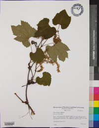 Vitis vulpina image