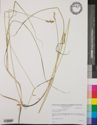 Carex normalis image