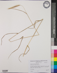 Elymus riparius image