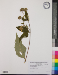 Helianthus laevigatus image